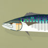 Spanish Mackerel